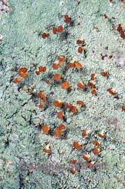 Attēlu rezultāti vaicājumam “Baeomyces rufus”