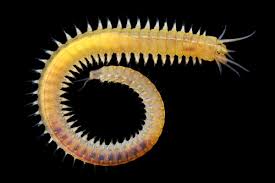 Attēlu rezultāti vaicājumam “Annelides”