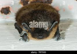 Attēlu rezultāti vaicājumam “Eptesicus nilssonii”