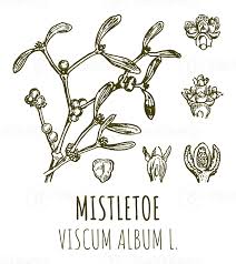 Attēlu rezultāti vaicājumam “Viscum album”