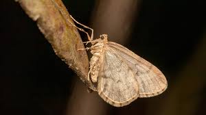 Attēlu rezultāti vaicājumam “Operophtera”