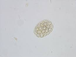 Image result for cestoda excrement dog