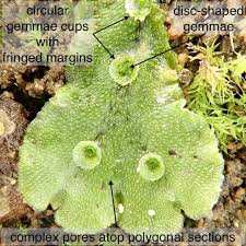 Image result for Marchantia polymorpha