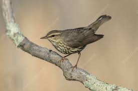 Image result for Seiurus noveboracensis