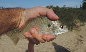 Image result for Leiostomus xanthurus