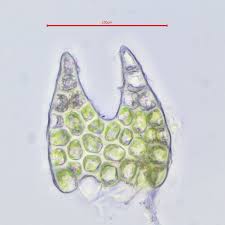 Attēlu rezultāti vaicājumam “Cephalozia catenulata”