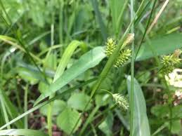 Attēlu rezultāti vaicājumam “Carex pallescens”