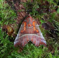 Attēlu rezultāti vaicājumam “Scoliopteryx libatrix”