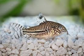 Image result for fish corydoras