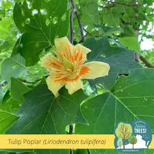 Attēlu rezultāti vaicājumam “Liriodendron tulipifera”