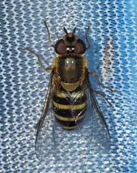 Attēlu rezultāti vaicājumam “Syrphus sp. imago”
