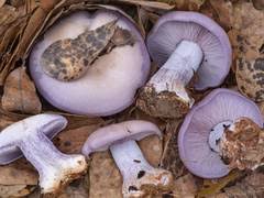 Attēlu rezultāti vaicājumam “Elmerina caryae”