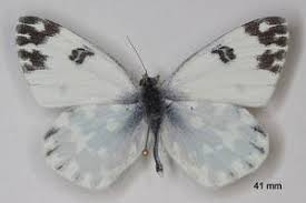 Attēlu rezultāti vaicājumam “Pontia edusa”