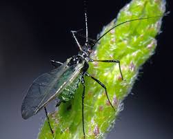 Attēlu rezultāti vaicājumam “Macrosiphoniella millefolii”