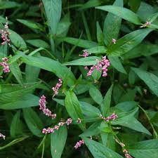 Attēlu rezultāti vaicājumam “Polygonaceae”