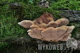 Attēlu rezultāti vaicājumam “Hapalopilus nidulans”