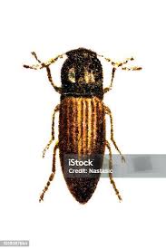 Attēlu rezultāti vaicājumam “Capsus ater”