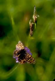 Attēlu rezultāti vaicājumam “Melitaea phoebe”