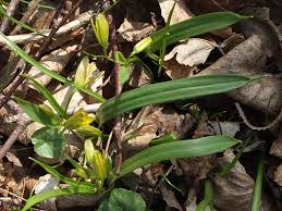 Attēlu rezultāti vaicājumam “Gagea lutea”