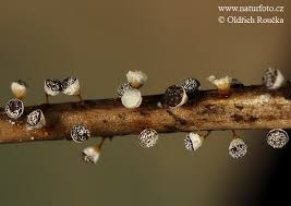 Attēlu rezultāti vaicājumam “Craterium leucocephalum macro”