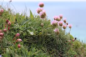 Attēlu rezultāti vaicājumam “Anthyllis maritima flower”