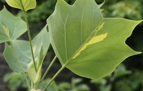 Attēlu rezultāti vaicājumam “Liriodendron tulipifera leaf”