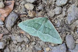 Attēlu rezultāti vaicājumam “Hylaea fasciaria”