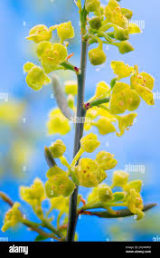 Attēlu rezultāti vaicājumam “Santalaceae”