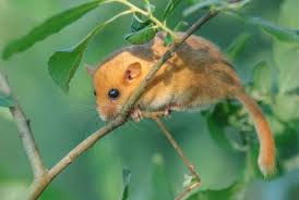 Attēlu rezultāti vaicājumam “Muscardinus avellanarius”