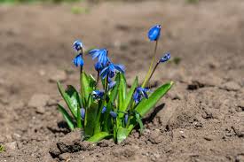 Attēlu rezultāti vaicājumam “Scilla siberica bud”