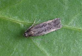 Attēlu rezultāti vaicājumam “Carpatolechia alburnella”