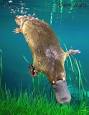 PLATYPUS