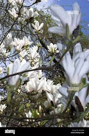 Attēlu rezultāti vaicājumam “Magnolia cylindrica flower”