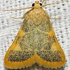 Attēlu rezultāti vaicājumam “Hypsopygia costalis”