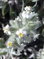 Attēlu rezultāti vaicājumam “Cribraria oregana”