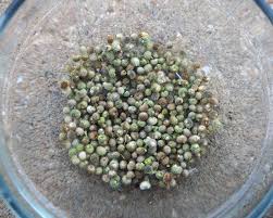 Attēlu rezultāti vaicājumam “Galium aparine fruit”