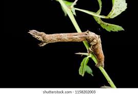 Attēlu rezultāti vaicājumam “Selenia dentaria larva”