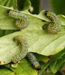 Attēlu rezultāti vaicājumam “Nematus ribesii larva”