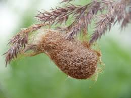 Attēlu rezultāti vaicājumam “Saturnia pavonia”