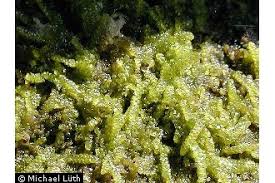 Attēlu rezultāti vaicājumam “Lejeunea cavifolia”