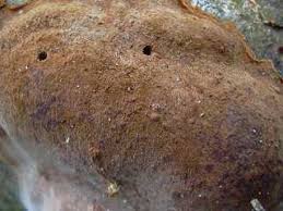 Attēlu rezultāti vaicājumam “Phellinus ferruginosus”