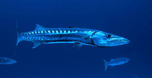 Image result for Dive Barracuda