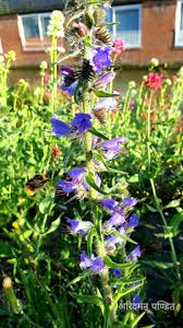 Attēlu rezultāti vaicājumam “Echium vulgare flower”