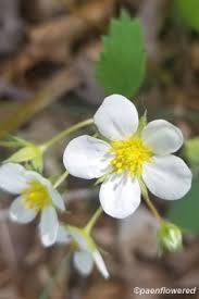 Attēlu rezultāti vaicājumam “Fragaria vesca flower”