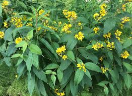 Attēlu rezultāti vaicājumam “Lysimachia vulgaris fruit”