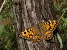 Attēlu rezultāti vaicājumam “Lasiommata megera”