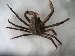 Image result for Hyas araneus