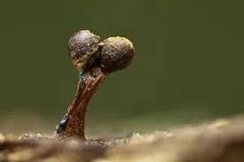 Attēlu rezultāti vaicājumam “Metatrichia floriformis”