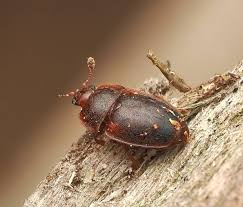 Attēlu rezultāti vaicājumam “Adomerus biguttatus”