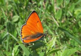 Attēlu rezultāti vaicājumam “Lycaena dispar”